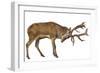 Red Deer Stag in Front of a White Background-Life on White-Framed Photographic Print