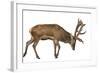 Red Deer Stag in Front of a White Background-Life on White-Framed Photographic Print