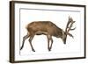 Red Deer Stag in Front of a White Background-Life on White-Framed Photographic Print