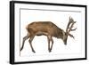 Red Deer Stag in Front of a White Background-Life on White-Framed Photographic Print