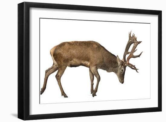 Red Deer Stag in Front of a White Background-Life on White-Framed Photographic Print