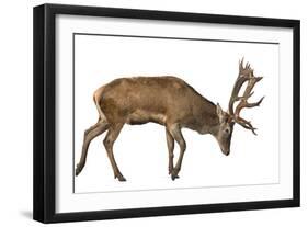 Red Deer Stag in Front of a White Background-Life on White-Framed Photographic Print