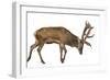 Red Deer Stag in Front of a White Background-Life on White-Framed Photographic Print