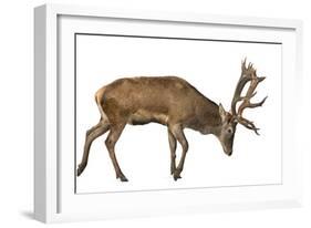 Red Deer Stag in Front of a White Background-Life on White-Framed Photographic Print