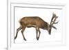 Red Deer Stag in Front of a White Background-Life on White-Framed Photographic Print