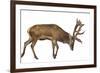 Red Deer Stag in Front of a White Background-Life on White-Framed Photographic Print