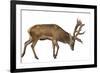 Red Deer Stag in Front of a White Background-Life on White-Framed Photographic Print