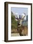 Red Deer Stag in Richmond Park, with Blocks of Flats in Background, London, England, UK, October-Bertie Gregory-Framed Photographic Print