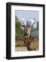 Red Deer Stag in Richmond Park, with Blocks of Flats in Background, London, England, UK, October-Bertie Gregory-Framed Photographic Print