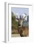 Red Deer Stag in Richmond Park, with Blocks of Flats in Background, London, England, UK, October-Bertie Gregory-Framed Photographic Print