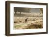 Red Deer Stag in Rural Landscape-Veneratio-Framed Photographic Print