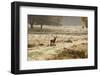 Red Deer Stag in Rural Landscape-Veneratio-Framed Photographic Print