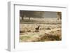 Red Deer Stag in Rural Landscape-Veneratio-Framed Photographic Print