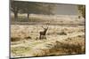 Red Deer Stag in Rural Landscape-Veneratio-Mounted Photographic Print