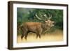 Red Deer Stag in Rut Bellows-null-Framed Photographic Print