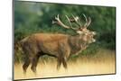Wood Mount