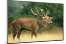 Wood Mount
