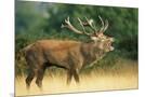 Wood Mount