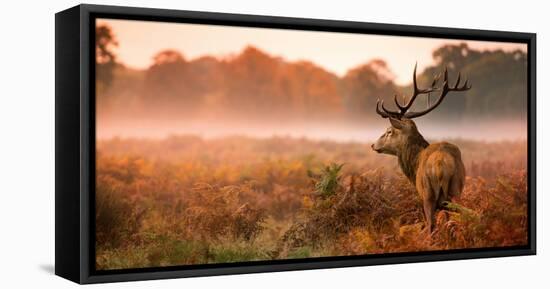 Red Deer Stag in the Early Morning Mist-Inguna Plume-Framed Stretched Canvas