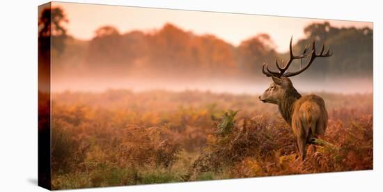 Red Deer Stag in the Early Morning Mist-Inguna Plume-Stretched Canvas