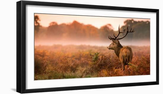 Red Deer Stag in the Early Morning Mist-Inguna Plume-Framed Photographic Print