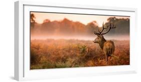 Red Deer Stag in the Early Morning Mist-Inguna Plume-Framed Photographic Print