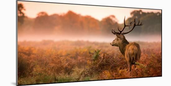 Red Deer Stag in the Early Morning Mist-Inguna Plume-Mounted Photographic Print