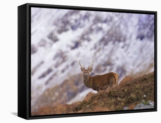 Red Deer Stag in the Highlands in February, Highland Region, Scotland, UK, Europe-David Tipling-Framed Stretched Canvas