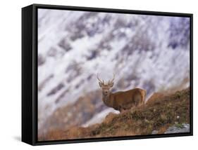 Red Deer Stag in the Highlands in February, Highland Region, Scotland, UK, Europe-David Tipling-Framed Stretched Canvas