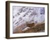 Red Deer Stag in the Highlands in February, Highland Region, Scotland, UK, Europe-David Tipling-Framed Photographic Print