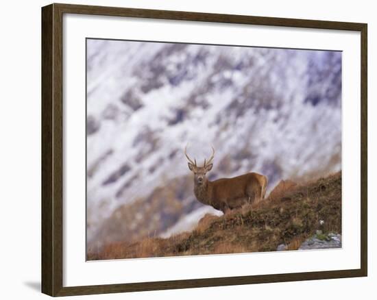 Red Deer Stag in the Highlands in February, Highland Region, Scotland, UK, Europe-David Tipling-Framed Photographic Print