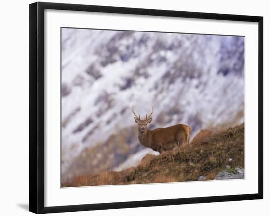 Red Deer Stag in the Highlands in February, Highland Region, Scotland, UK, Europe-David Tipling-Framed Photographic Print