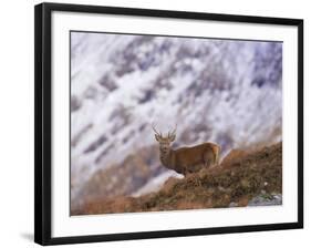 Red Deer Stag in the Highlands in February, Highland Region, Scotland, UK, Europe-David Tipling-Framed Photographic Print