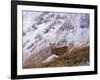 Red Deer Stag in the Highlands in February, Highland Region, Scotland, UK, Europe-David Tipling-Framed Photographic Print