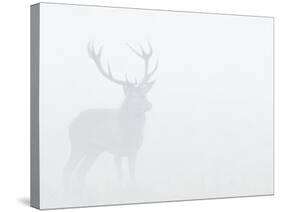 Red Deer Stag in Thick Fog, Dyrehaven, Denmark-Edwin Giesbers-Stretched Canvas