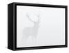 Red Deer Stag in Thick Fog, Dyrehaven, Denmark-Edwin Giesbers-Framed Stretched Canvas