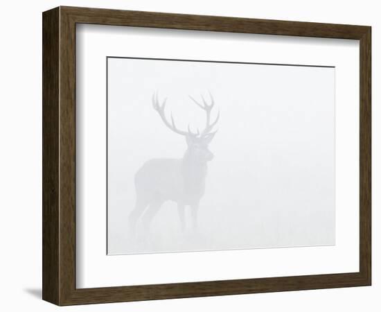 Red Deer Stag in Thick Fog, Dyrehaven, Denmark-Edwin Giesbers-Framed Photographic Print
