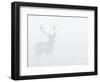 Red Deer Stag in Thick Fog, Dyrehaven, Denmark-Edwin Giesbers-Framed Photographic Print