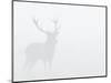 Red Deer Stag in Thick Fog, Dyrehaven, Denmark-Edwin Giesbers-Mounted Photographic Print