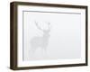 Red Deer Stag in Thick Fog, Dyrehaven, Denmark-Edwin Giesbers-Framed Photographic Print