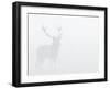 Red Deer Stag in Thick Fog, Dyrehaven, Denmark-Edwin Giesbers-Framed Photographic Print