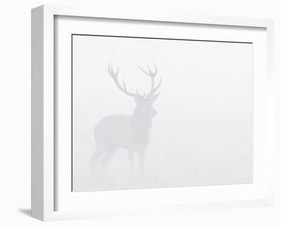 Red Deer Stag in Thick Fog, Dyrehaven, Denmark-Edwin Giesbers-Framed Photographic Print