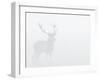 Red Deer Stag in Thick Fog, Dyrehaven, Denmark-Edwin Giesbers-Framed Photographic Print