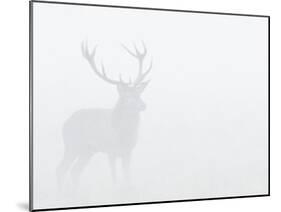 Red Deer Stag in Thick Fog, Dyrehaven, Denmark-Edwin Giesbers-Mounted Photographic Print