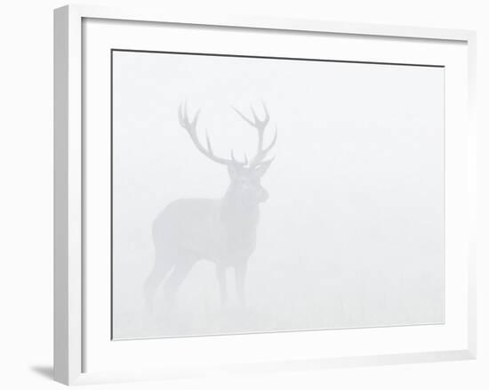 Red Deer Stag in Thick Fog, Dyrehaven, Denmark-Edwin Giesbers-Framed Photographic Print