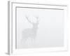 Red Deer Stag in Thick Fog, Dyrehaven, Denmark-Edwin Giesbers-Framed Photographic Print