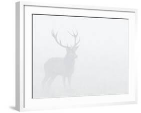 Red Deer Stag in Thick Fog, Dyrehaven, Denmark-Edwin Giesbers-Framed Photographic Print