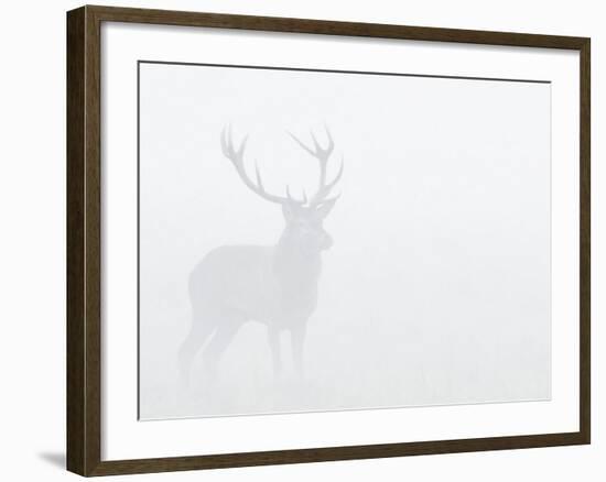 Red Deer Stag in Thick Fog, Dyrehaven, Denmark-Edwin Giesbers-Framed Photographic Print