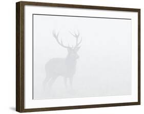 Red Deer Stag in Thick Fog, Dyrehaven, Denmark-Edwin Giesbers-Framed Photographic Print