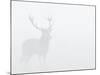 Red Deer Stag in Thick Fog, Dyrehaven, Denmark-Edwin Giesbers-Mounted Photographic Print